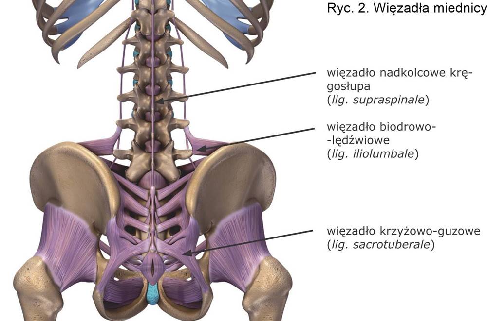 Ryc. 2. Więzadła miednicy