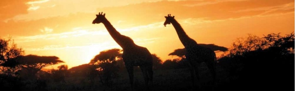 Hakuna matata. Kenia to piękny kraj… Część 1