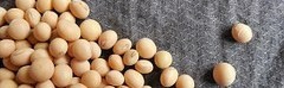 Czy soja chroni przed nawrotem raka piersi?  