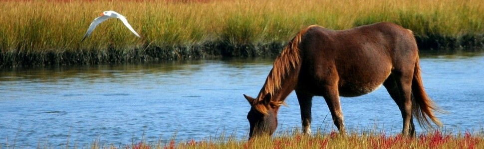 Mleko prosto od… klaczy