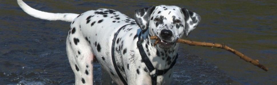 Druk 3D innowacją w protetyce