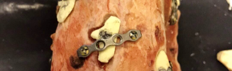 Zastosowanie druku 3D do modelowania przeszczepów kostnych w chirurgii stomatologicznej – badanie na materiale zwierzęcym