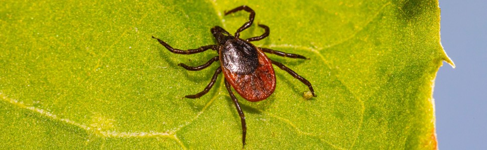 Zapalenie stawów skroniowo‑żuchwowych w przebiegu boreliozy (...)