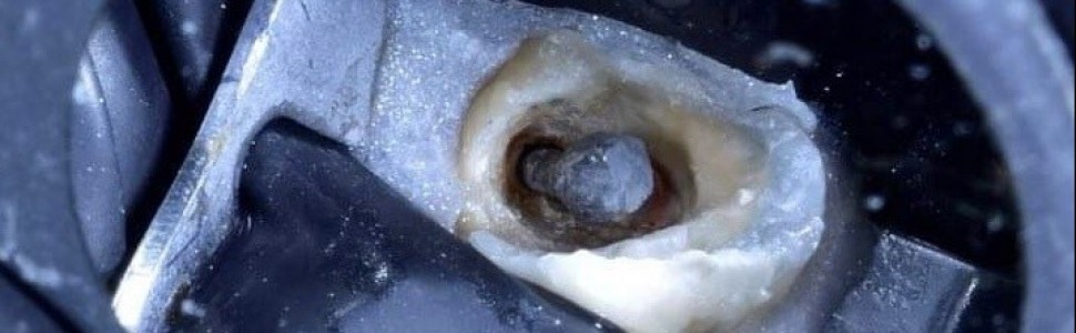 Little molars, czyli strzonowaciałe przedtrzonowce