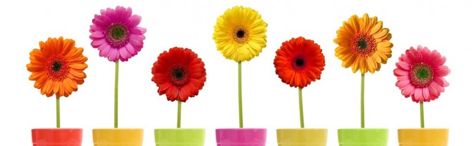 Takie kwiatki na dzień dobry