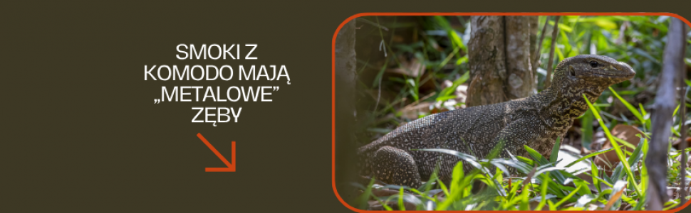 Dowiedź się więcej