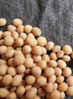 Czy soja chroni przed nawrotem raka piersi?  