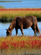 Mleko prosto od… klaczy