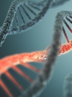 Naukowcy zidentyfikowali „gen młodości