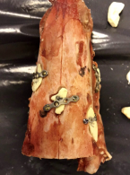 Zastosowanie druku 3D do modelowania przeszczepów kostnych w chirurgii stomatologicznej – badanie na materiale zwierzęcym