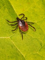 Zapalenie stawów skroniowo‑żuchwowych w przebiegu boreliozy (...)