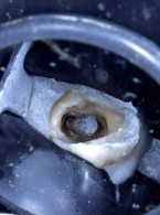 Little molars, czyli strzonowaciałe przedtrzonowce