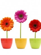 Takie kwiatki na dzień dobry